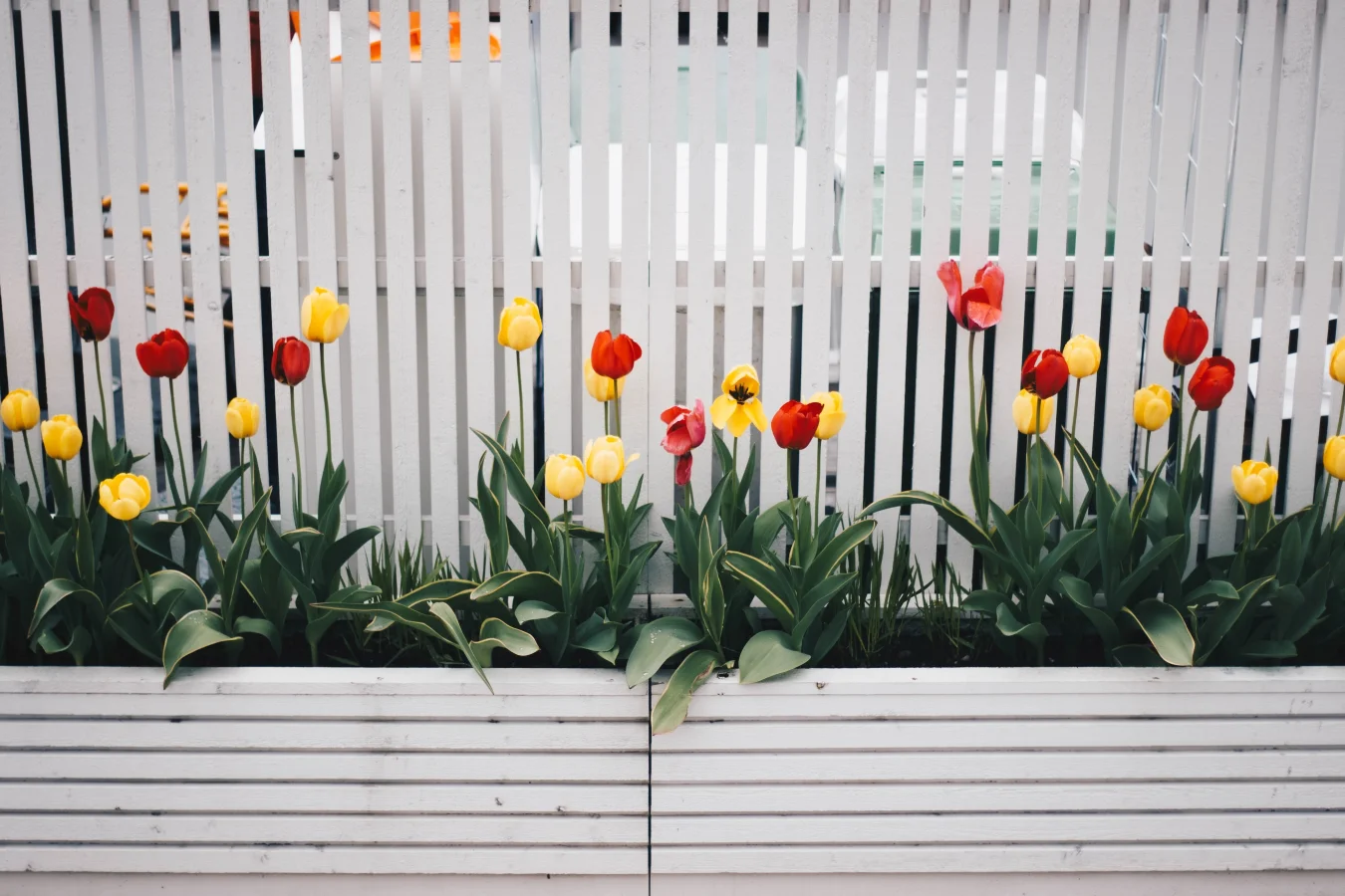 Również tulipany będą wyglądać interesująco, jeśli posadzisz je wzdłuż płotu.